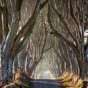 The Dark Hedges  screen for extension Chrome web store in OffiDocs Chromium