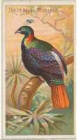 Free download The Impeyan Pheasant, from the Birds of the Tropics series (N5) for Allen & Ginter Cigarettes Brands free photo or picture to be edited with GIMP online image editor