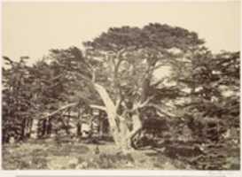 ดาวน์โหลดภาพหรือรูปภาพฟรีที่ใหญ่ที่สุดของ Cedars, Mount Lebannon ที่จะแก้ไขด้วยโปรแกรมแก้ไขรูปภาพออนไลน์ GIMP