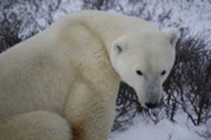 Free download The Lonely Polar Bear free photo or picture to be edited with GIMP online image editor