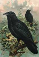 Free download The Raven (1897) free photo or picture to be edited with GIMP online image editor