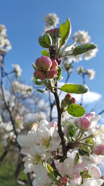 Unduh gratis The Sky Flowers - foto atau gambar gratis untuk diedit dengan editor gambar online GIMP