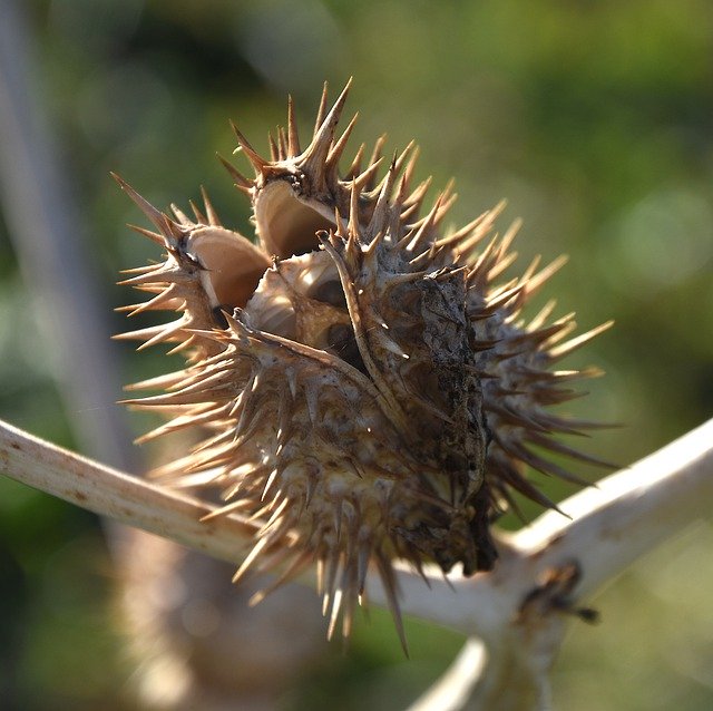 Free download thistle spicy winter dried free picture to be edited with GIMP free online image editor