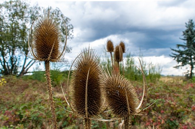 Téléchargement gratuit de Thistle Spur Flower - photo ou image gratuite à éditer avec l'éditeur d'images en ligne GIMP