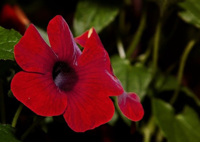 Téléchargement gratuit de Thunbergia Flower Blossom - photo ou image gratuite à modifier avec l'éditeur d'images en ligne GIMP