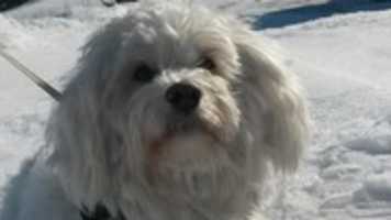 Free download Tibetan Terrier free photo or picture to be edited with GIMP online image editor