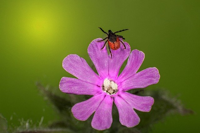 ດາວໂຫຼດຟຣີ tick insect flower parasitic picture free to be edited with GIMP free online image editor