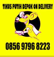 Free download TIKUS DELIVERY free photo or picture to be edited with GIMP online image editor