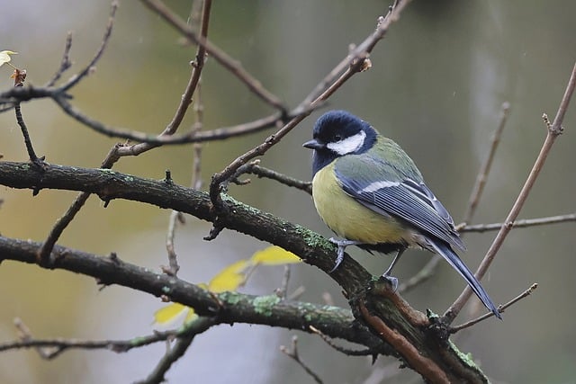 Kostenloser Download von Meisenvogel-Ornithologie, kostenloses Bild zur Bearbeitung mit dem kostenlosen Online-Bildeditor GIMP