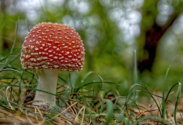 Free download toadstool mushroom mycology down free picture to be edited with GIMP free online image editor