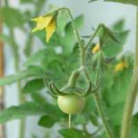 Free download Tomato Growing Secrets | John Deschauer free photo or picture to be edited with GIMP online image editor