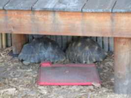 Free download Tortoises Falling Asleep At The Roger Williams Zoo free photo or picture to be edited with GIMP online image editor