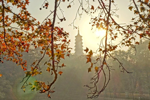 Free download tower morning sun branch fo guang free picture to be edited with GIMP free online image editor