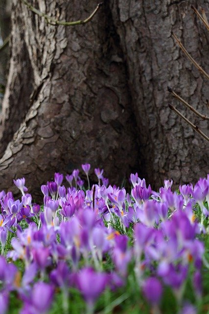 Free download tree and flowers flowers under tree free picture to be edited with GIMP free online image editor