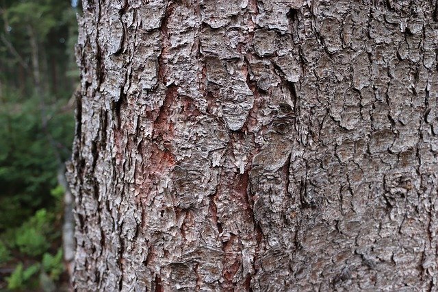 دانلود رایگان Tree Bark Texture - عکس یا تصویر رایگان برای ویرایش با ویرایشگر تصویر آنلاین GIMP