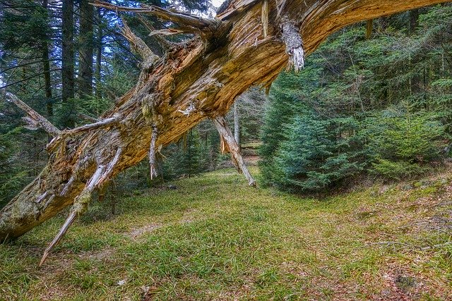 Bezpłatne pobieranie Tree Broken Old - bezpłatne zdjęcie lub obraz do edycji za pomocą internetowego edytora obrazów GIMP