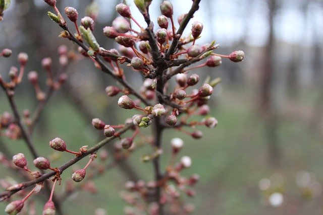 Free download tree bud spring nature dew drops free picture to be edited with GIMP free online image editor