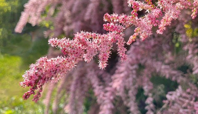 Free download tree flowers plants tamaris pink free picture to be edited with GIMP free online image editor