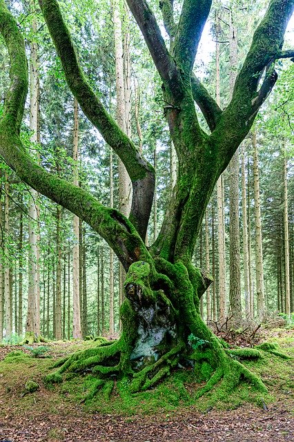 ดาวน์โหลด Tree Forest Roots ฟรี - รูปภาพหรือรูปภาพฟรีที่จะแก้ไขด้วยโปรแกรมแก้ไขรูปภาพ GIMP ออนไลน์