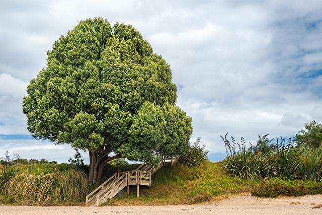 Free download tree grass stairs beach clouds free picture to be edited with GIMP free online image editor