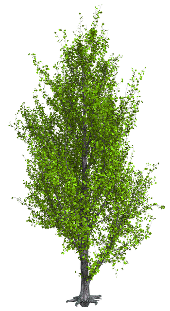 Free download Tree Green Foliage free illustration to be edited with GIMP online image editor