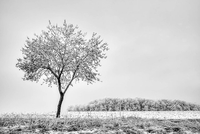 Free download tree ice snow cold nature free picture to be edited with GIMP free online image editor