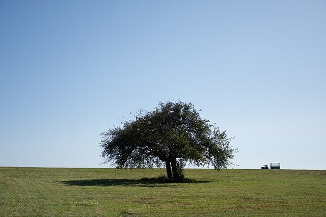 دانلود رایگان Tree Meadow Mood - عکس یا تصویر رایگان قابل ویرایش با ویرایشگر تصویر آنلاین GIMP