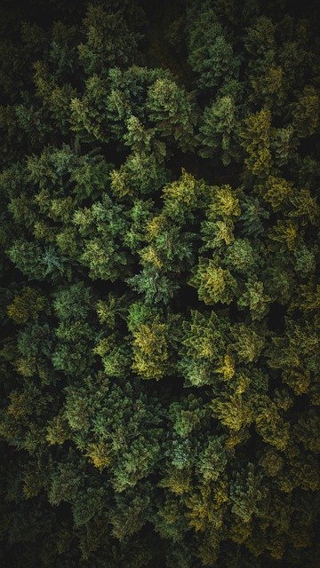 Free download tree nature forest drone sky free picture to be edited with GIMP free online image editor