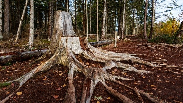 ดาวน์โหลดฟรี Tree Root Huge Moor Winter - ภาพถ่ายหรือรูปภาพฟรีที่จะแก้ไขด้วยโปรแกรมแก้ไขรูปภาพออนไลน์ GIMP