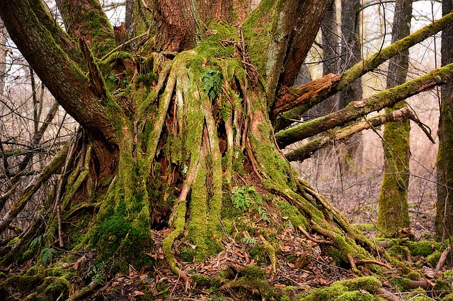 Free download tree root old tree root nature free picture to be edited with GIMP free online image editor