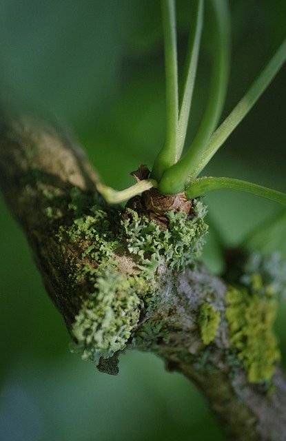 Bezpłatne pobieranie Tree Scion Shoots - bezpłatne zdjęcie lub obraz do edycji za pomocą internetowego edytora obrazów GIMP