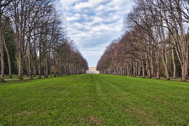 Free download trees fall bald leafless season free picture to be edited with GIMP free online image editor