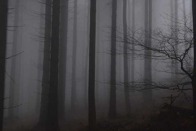 Téléchargement gratuit arbres forêt troncs bois brume image gratuite à éditer avec l'éditeur d'images en ligne gratuit GIMP