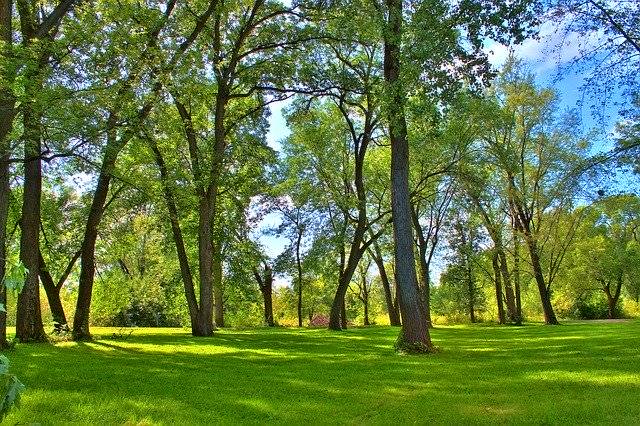 ຮູບ​ພາບ​ຟຣີ Trees Grass ທໍາ​ມະ​ຊາດ - ທີ່​ຈະ​ໄດ້​ຮັບ​ການ​ແກ້​ໄຂ​ໂດຍ​ບັນ​ນາ​ທິ​ການ​ຮູບ​ພາບ​ຟຣີ GIMP ໂດຍ OffiDocs​