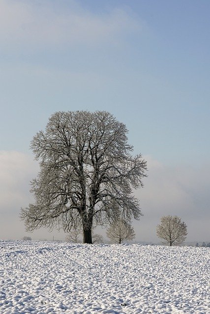 Free download tree snow fog cold nature sunny free picture to be edited with GIMP free online image editor