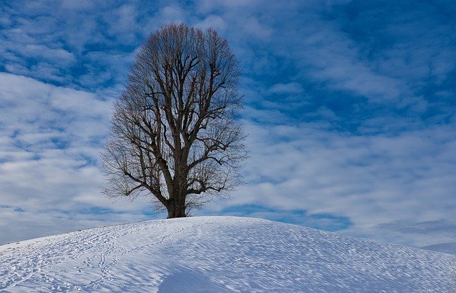 Muat turun percuma templat foto percuma Tree Snow Landscape untuk diedit dengan editor imej dalam talian GIMP