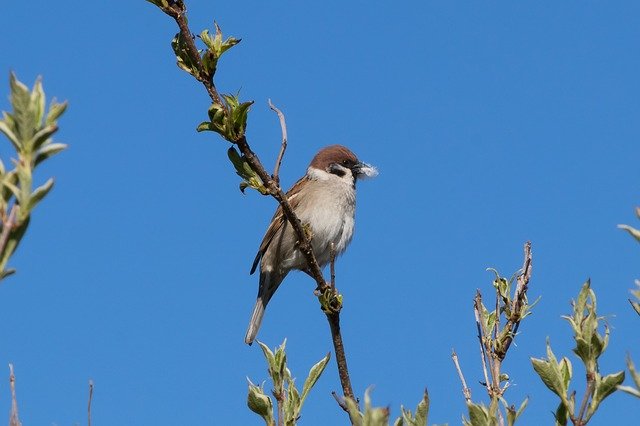 Descarga gratuita Tree Sparrow Bird: foto o imagen gratuita para editar con el editor de imágenes en línea GIMP