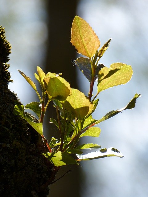 免费下载 Tree Spring Nature - 可使用 GIMP 在线图像编辑器编辑的免费照片或图片