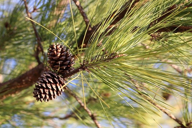 Free download tree spruce cones pine cones free picture to be edited with GIMP free online image editor