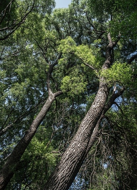 Téléchargement gratuit de Trees Summer Sky - photo ou image gratuite à éditer avec l'éditeur d'images en ligne GIMP