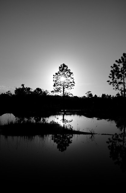 ດາວໂຫຼດຟຣີ Tree Water Nature ຮູບພາບທີ່ບໍ່ເສຍຄ່າເພື່ອແກ້ໄຂດ້ວຍຕົວແກ້ໄຂຮູບພາບອອນໄລນ໌ GIMP