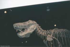 Free picture T Rex From Below, Tyrrell Museum  06 to be edited by GIMP online free image editor by OffiDocs