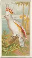 Free download Tri-colored Cockatoo, from the Birds of the Tropics series (N5) for Allen & Ginter Cigarettes Brands free photo or picture to be edited with GIMP online image editor