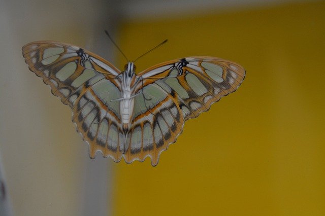 ດາວ​ໂຫຼດ​ຟຣີ Tropical Butterfly Yellow - ຮູບ​ພາບ​ຟຣີ​ຫຼື​ຮູບ​ພາບ​ທີ່​ຈະ​ໄດ້​ຮັບ​ການ​ແກ້​ໄຂ​ທີ່​ມີ GIMP ອອນ​ໄລ​ນ​໌​ບັນ​ນາ​ທິ​ການ​ຮູບ​ພາບ