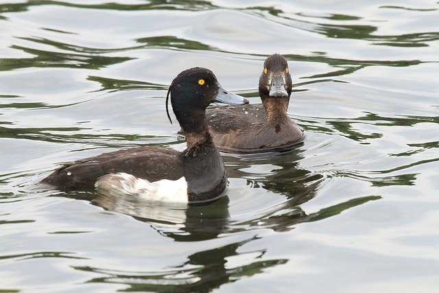 Free download tufted ducks birds pair pond ducks free picture to be edited with GIMP free online image editor