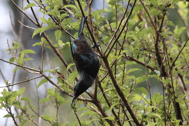 Free download tui kowhai tree nectar bird free picture to be edited with GIMP free online image editor