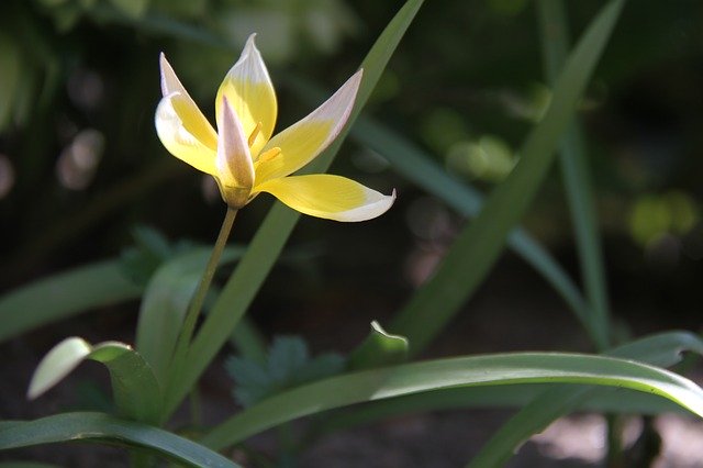 ดาวน์โหลดฟรี Tulip Botany Garden - ภาพถ่ายหรือรูปภาพฟรีที่จะแก้ไขด้วยโปรแกรมแก้ไขรูปภาพออนไลน์ GIMP