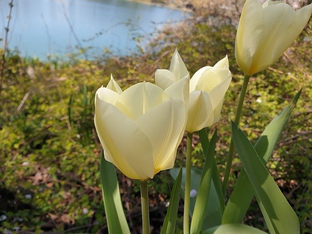 Free download tulip by the lake spring flower free picture to be edited with GIMP free online image editor