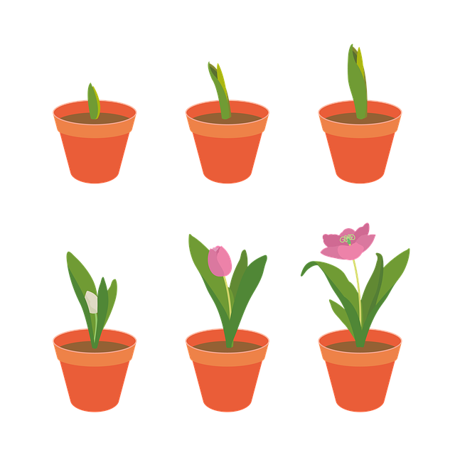 Free download Tulip Flowers Garden -  free illustration to be edited with GIMP free online image editor