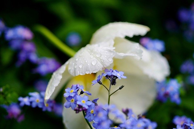 Free download tulip forget me not raindrop flower free picture to be edited with GIMP free online image editor